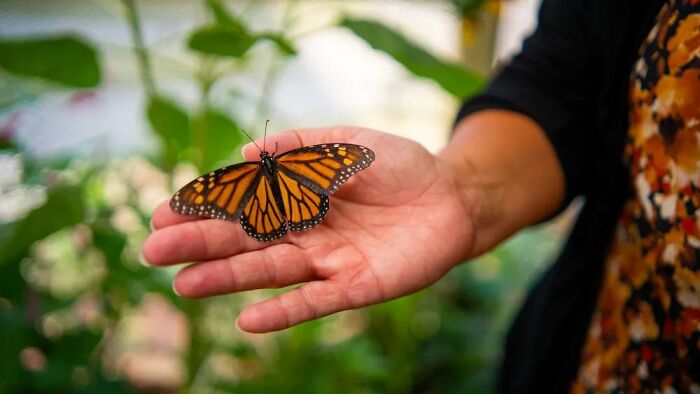 Wisconsin Prison Turns Inmates Into Heroes Of Monarch Conservation Wisconsin Prison Turns Inmates Into Heroes Of Monarch Conservation