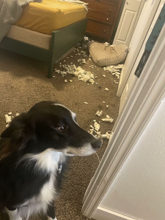 Black and white dog sitting near shredded bed and mess on carpet