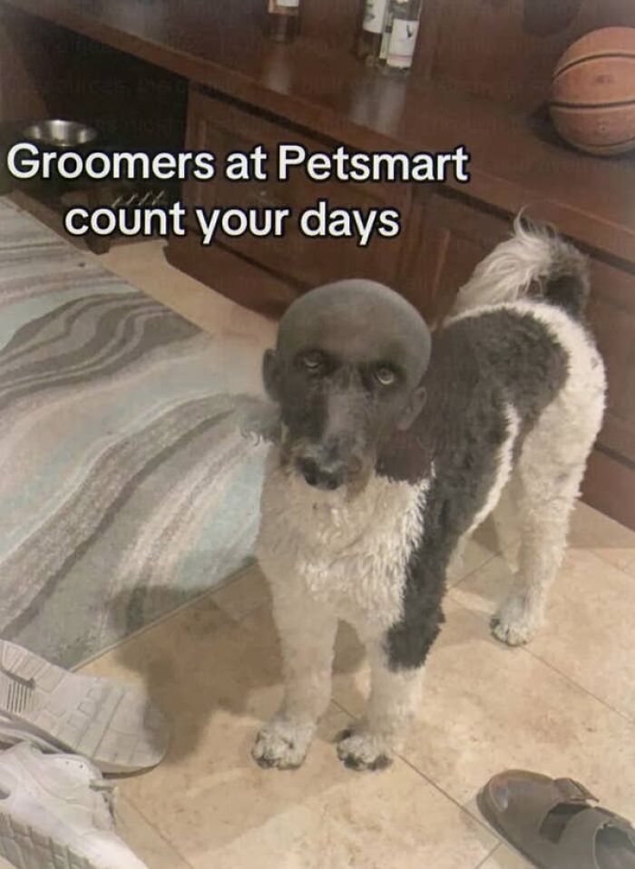 Black and white dog with a haircut that makes its head look like a human face at Petsmart