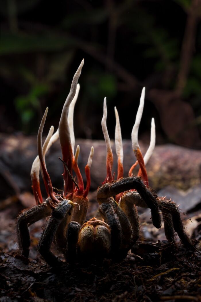 Unique macro image of cordyceps fungus growing from a tarantula, an extraordinary wildlife photo entry.