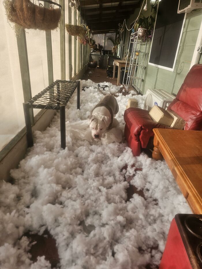 White and gray dog standing in porch filled with torn white stuffing