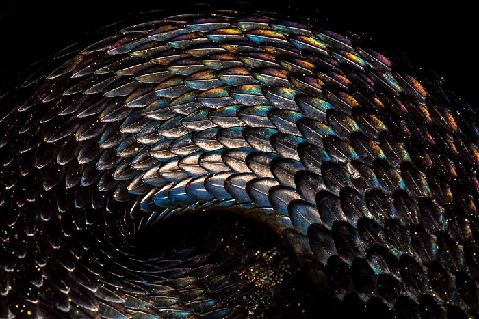 Wildlife photo showing a detailed close-up of iridescent snake scales in a spiral pattern.