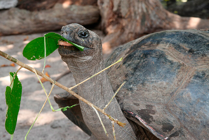 A close-up of giant tortoises chewing on a green leaf from a branch.