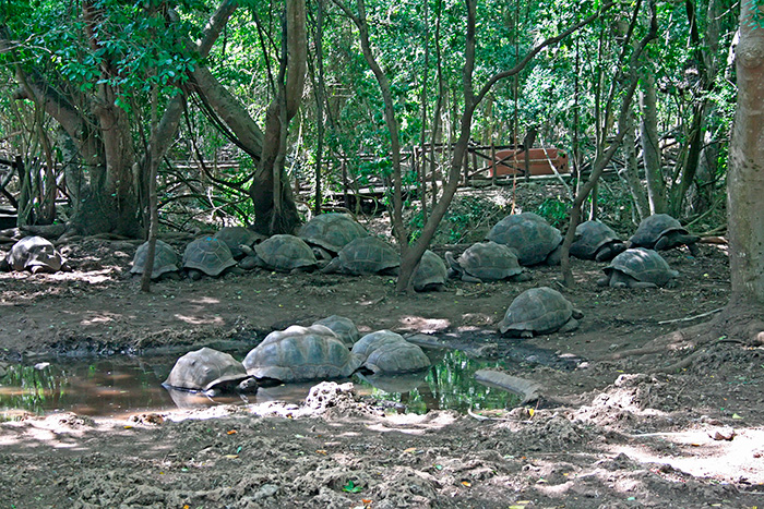 A group of giant tortoises gathered in a muddy forest clearing near a small puddle.