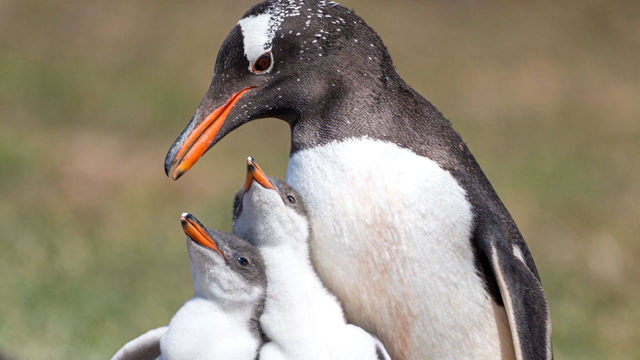 Scientists Stun The World By Identifying A Brand-New Penguin Species After Over 100 Years
