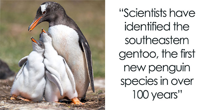 These Isolated Penguins On The Kerguelen Islands Evolved Into A Species Of Their Own