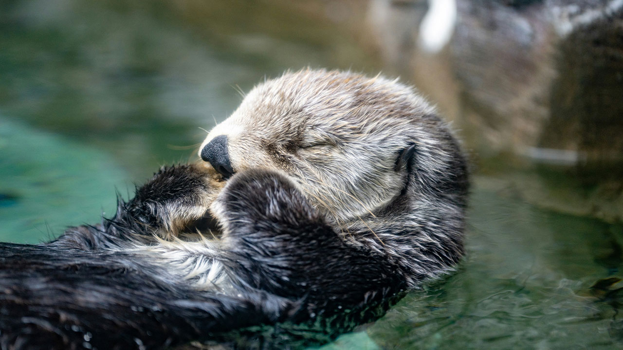 This Cute Sea Otter Resting Habit Is Actually All About Staying Warm