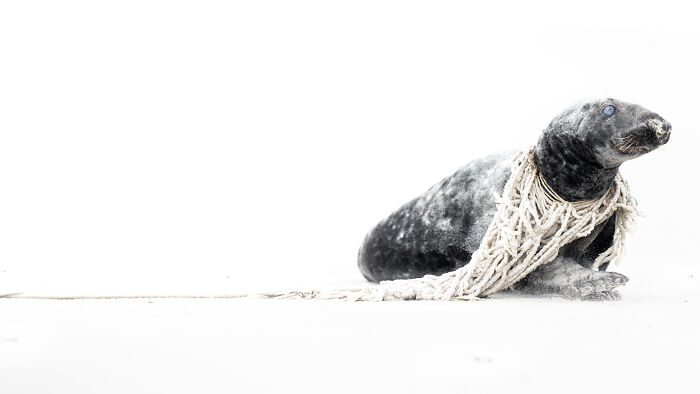Wildlife photo of a seal entangled in a net on a white background.