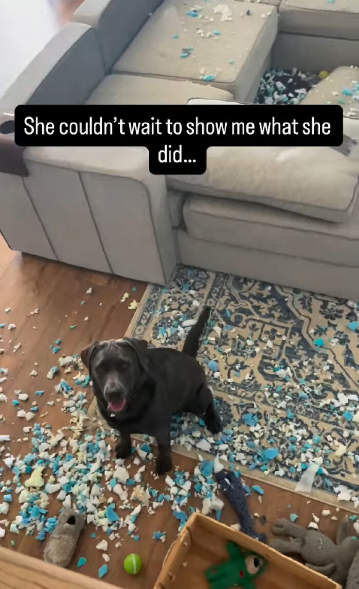 Black dog sitting amid shredded couch foam and stuffing mess in living room