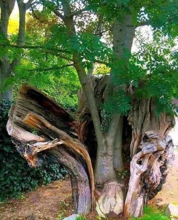 A tree trunk split in half with a new tree growing inside, making for interesting and cool pics