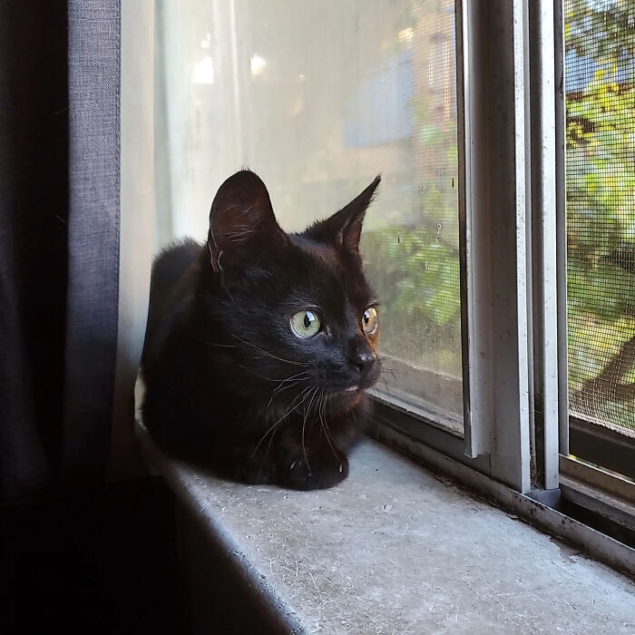 A tiny rescue cat sitting peacefully by a window sill looking outside