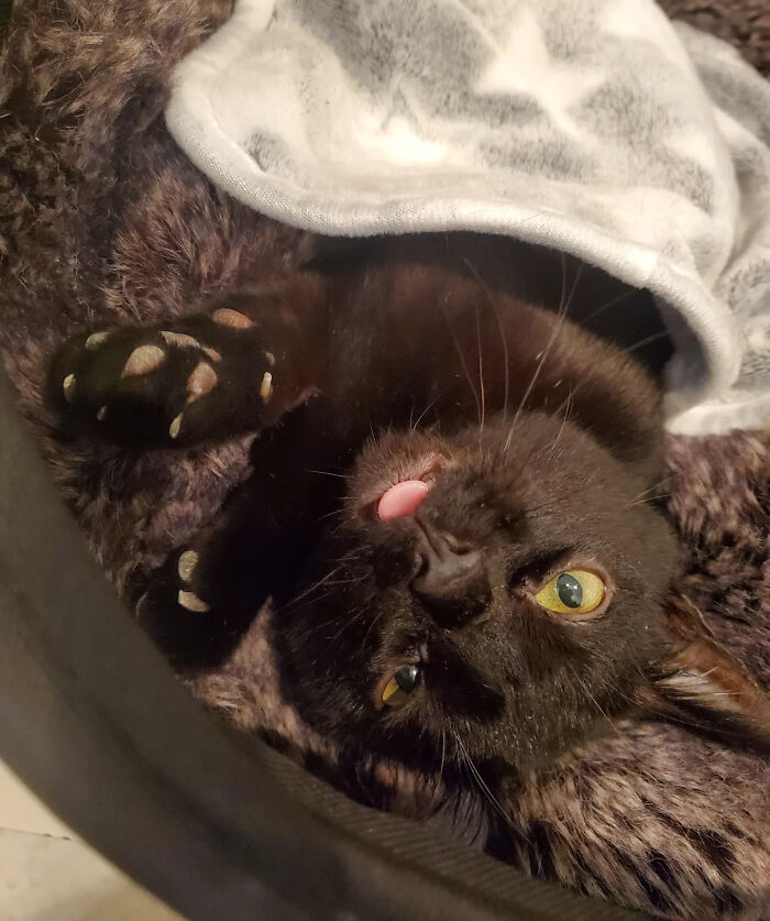 Tiny rescue cat lying upside down under a blanket with its sticking-out tongue showing.