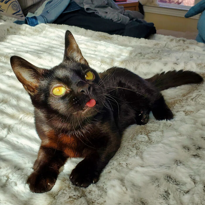 A cute tiny rescue cat with sticking-out tongue relaxing on a white blanket