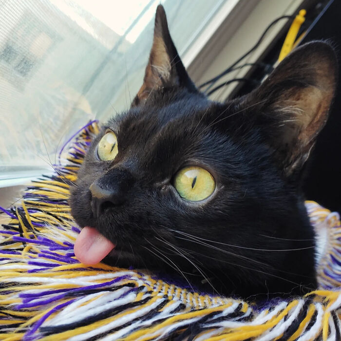 Close-up of a tiny rescue cat lying down with its tongue permanently sticking out.
