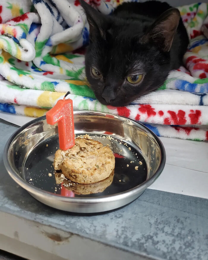 A black rescue cat with a sticking-out tongue looks at a small birthday treat with a number 1 candle.