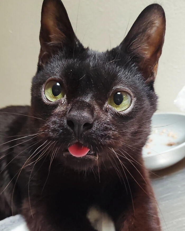 An adorable tiny rescue cat with sticking-out tongue looking forward with wide green eyes