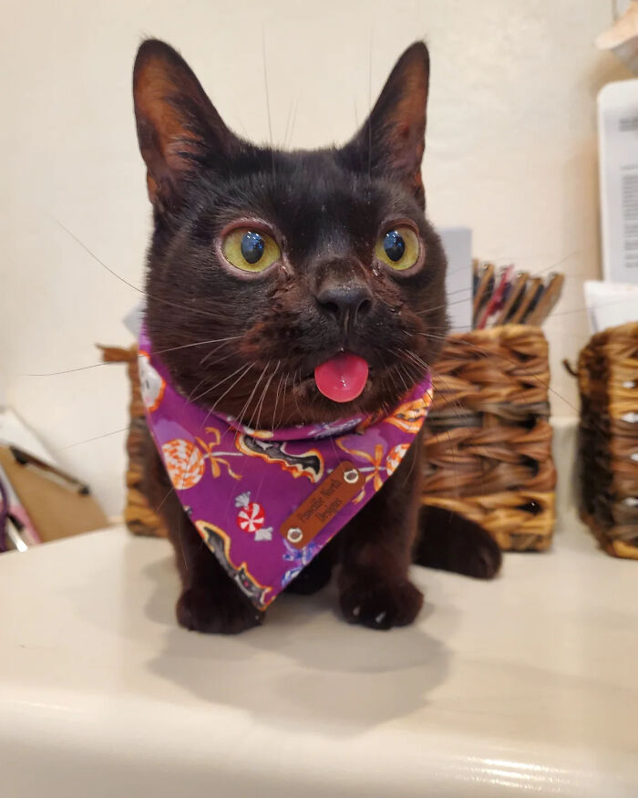 A small rescue cat wearing a purple bandana with its tongue sticking out.