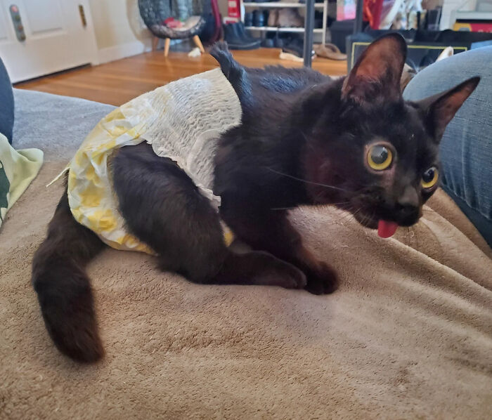 Tiny rescue cat wearing a cute cloth diaper while showing its sticking-out tongue.