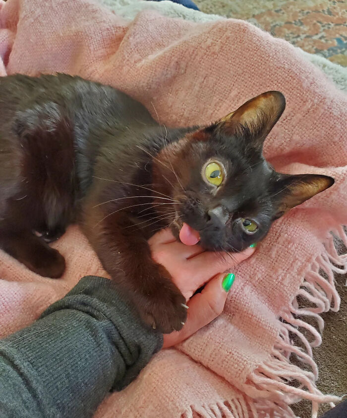 A cute rescue cat resting on a pink blanket with its tongue sticking out while touching a human hand.