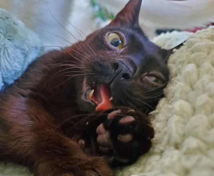 A playful tiny rescue cat with sticking-out tongue licking its paw on a blanket