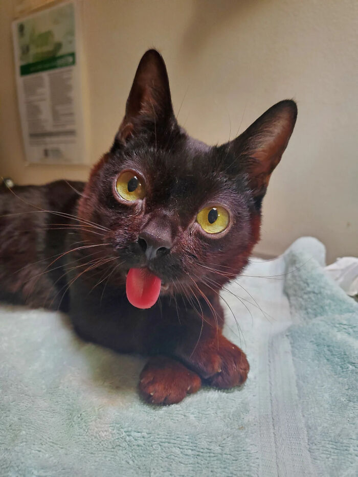 A close-up portrait of a tiny rescue cat with sticking-out tongue looking at the camera