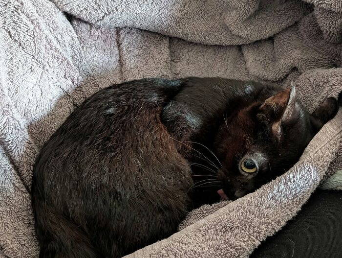 Tiny rescue cat curled up cozy in a fuzzy blanket with its tongue sticking out.
