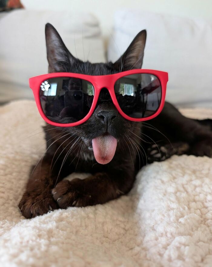 A cool rescue cat wearing red sunglasses with its tongue permanently sticking out.