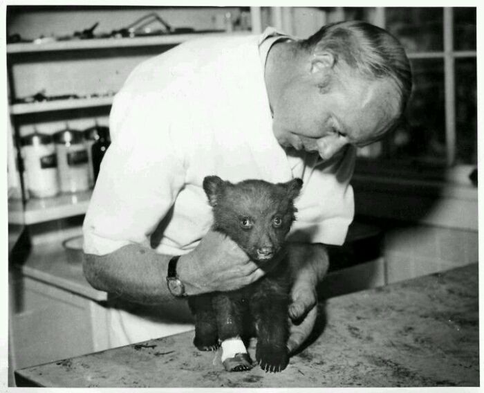 Game Warden Elliot Barker With A Badly Burned Bear Cub He Discovered Clinging To A Tree After A New Mexico Forest Fire