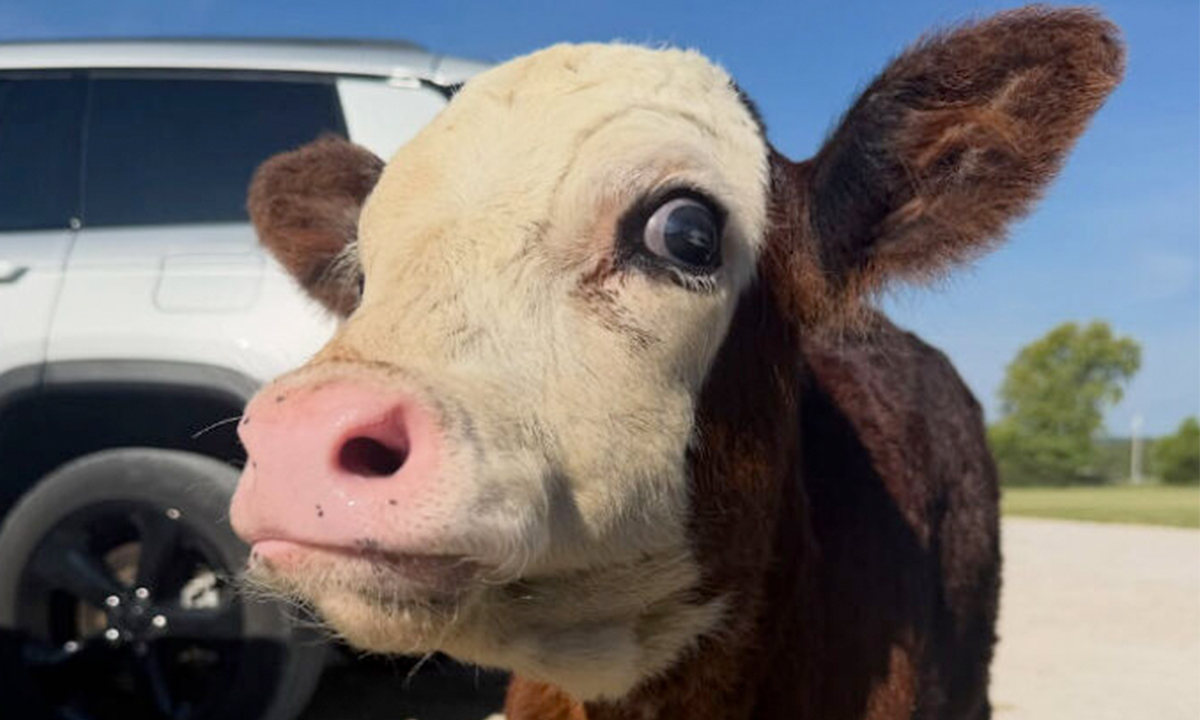 Blind Calf Born With Buckled Legs Finds A Loving Home, And His Progress Is Touching Thousands