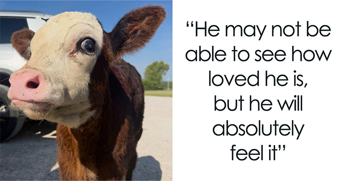 Blind Calf Born With Buckled Legs Finds A Loving Home, And His Progress Is Touching Thousands
