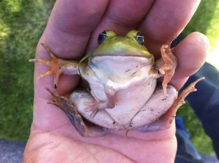 Small frog with five legs held in hand glitch in the matrix