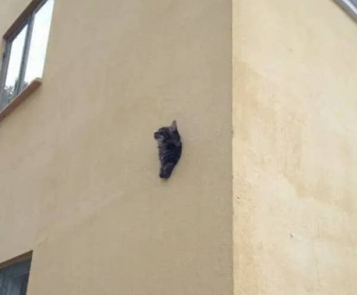 Cat appearing to hang on building wall in matrix glitch