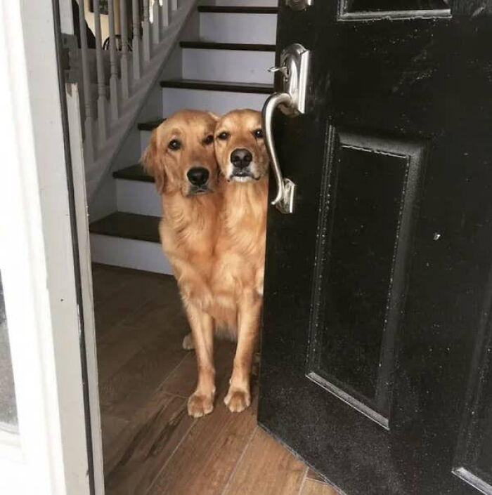 Two dogs appear merged behind a door glitch in the matrix