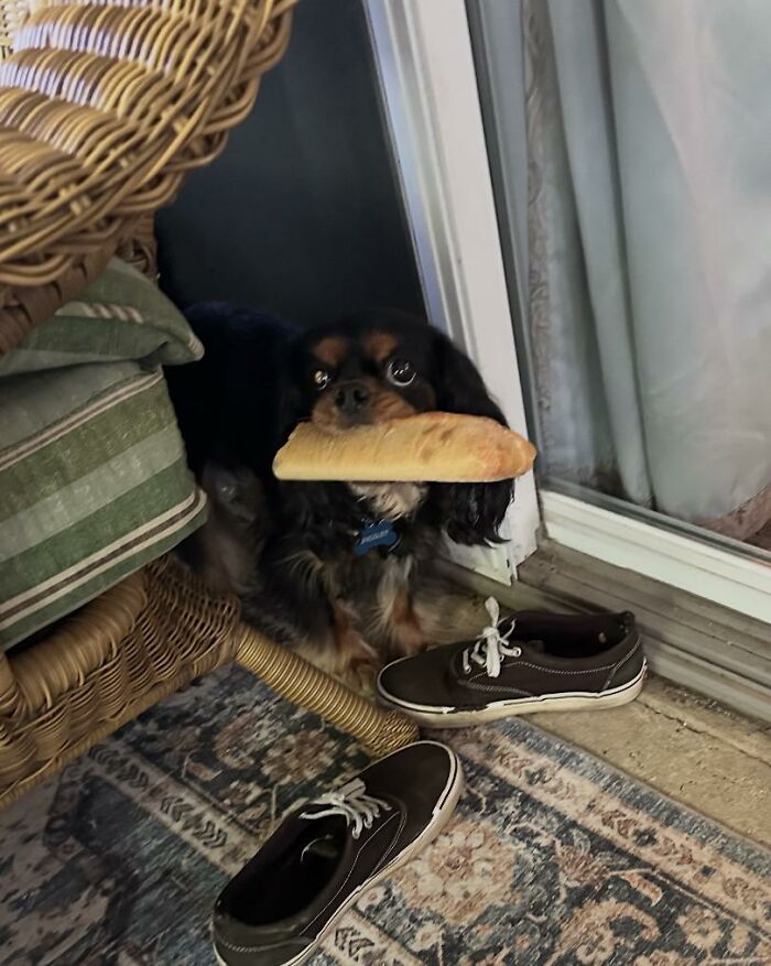 Small dog holding bread piece in mouth near shoes