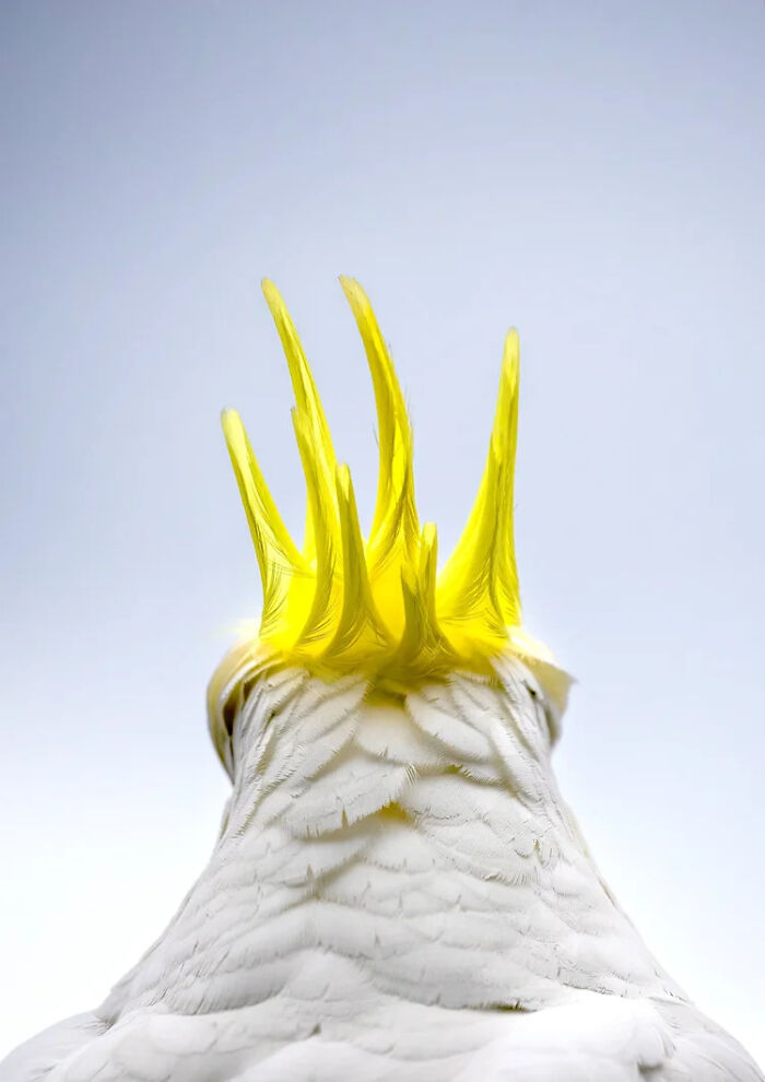 Winner, Bird Portrait: The Crown By Rachelle Mackintosh