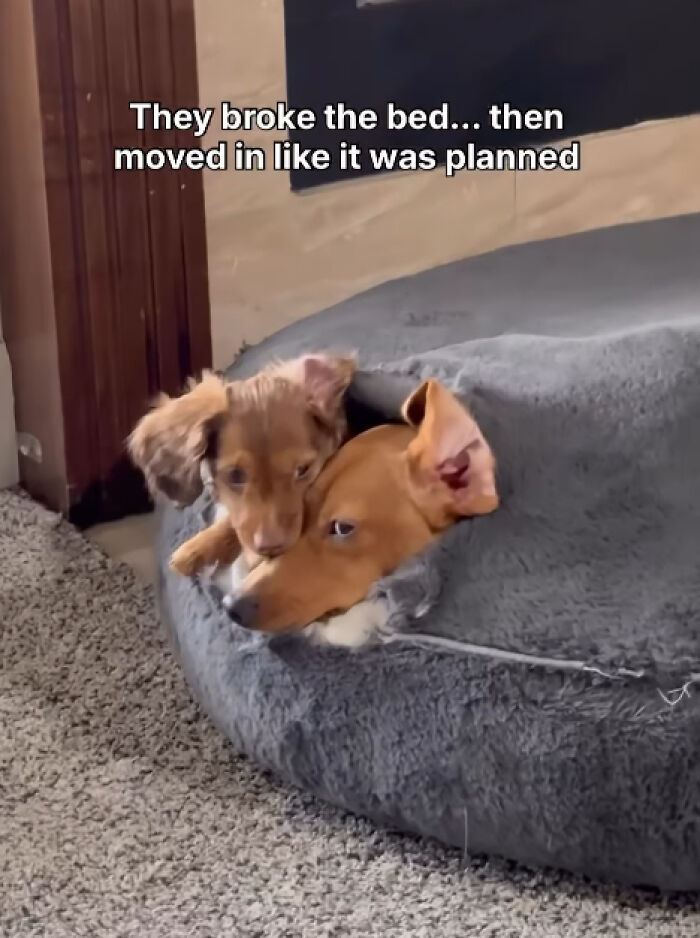 Two dogs resting in broken dog bed