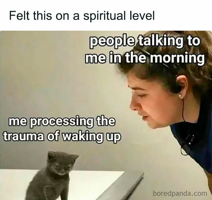 Relatable memes for introverts with a tiny kitten ignoring a person talking to it in the morning.