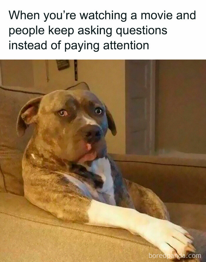 An annoyed dog on a couch, showing relatable memes for introverts.