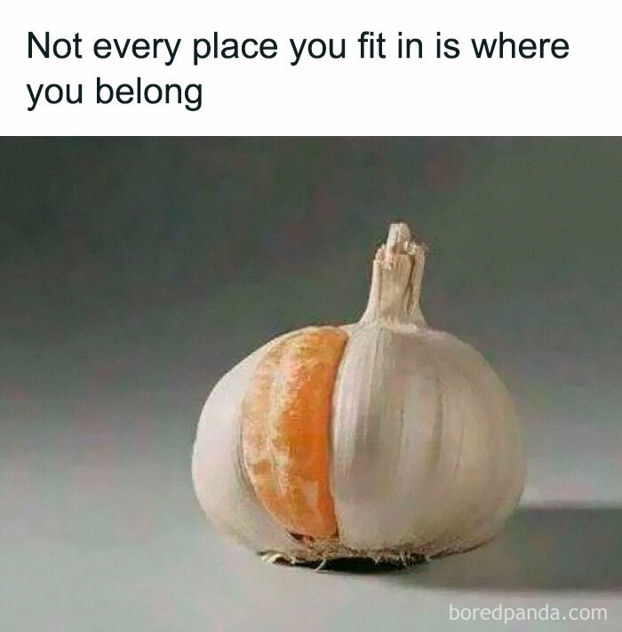 An orange slice inside a garlic bulb, showing why some introverts feel like they do not fit in.