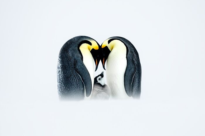 Award-winning wildlife photos feature emperor penguins and their chick nestled together in the snow.