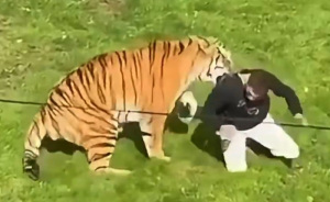 Man’s Final Moments Before Entering Tiger Enclosure Revealed As Witness Recalls Bizarre Behavior