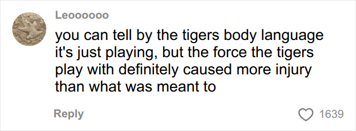 Fate Of Tiger That Mauled Man After He Entered Its Enclosure Finally Revealed