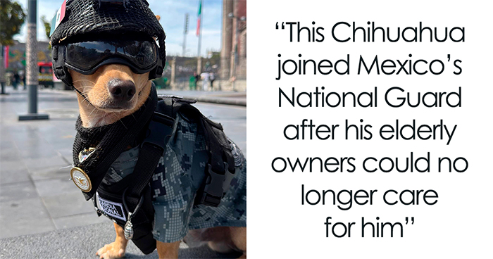 A Tiny Chihuahua Joins Mexico’s National Guard And Is Already Stealing Hearts