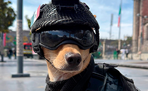 Chihuahua Joins Mexico’s National Guard After His Elderly Owners Can No Longer Care For Him
