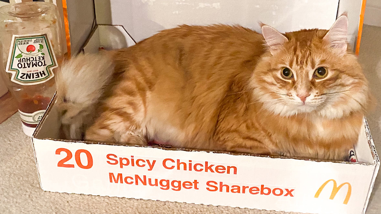 38 Before-And-After Photos Of Kittens Who Took ‘Growing Up’ Very Seriously