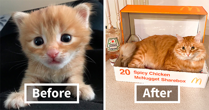 38 Kittens Who Clearly Didn’t Get The Memo About Staying Small