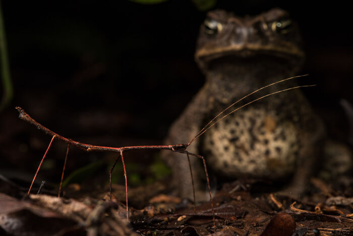 Wildlife photo showing a stick insect in the foreground with a toad behind it.