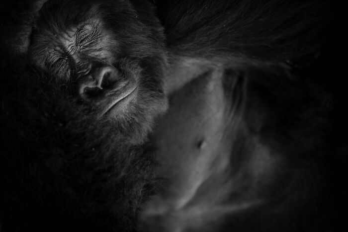 Close-up black and white portrait of a gorilla sleeping peacefully in NPOTY wildlife photos.