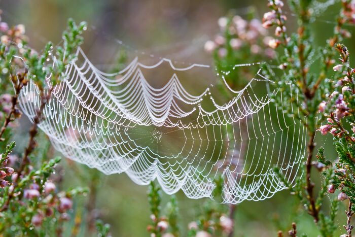 Spider web covered in morning dew among plants