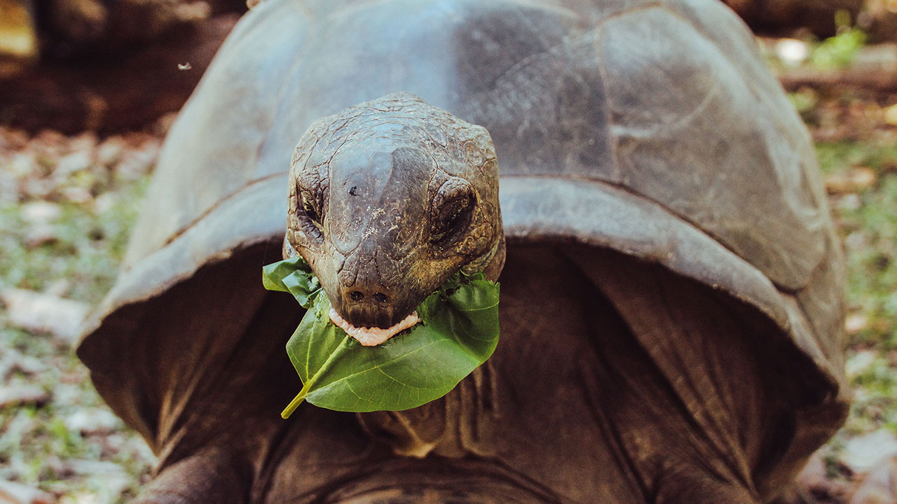 Giant Tortoises On This Remote Atoll Now Outnumber The Human Population Of Seychelles